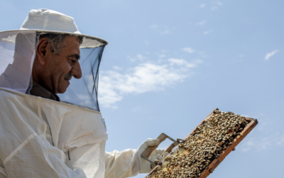 Syrian refugee turns beekeeping passion into business with cash assistance